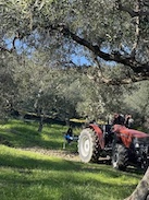 Kolokotronis Farm - Huile d'Olive Grecque